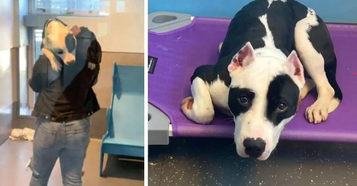 A shelter dog’s heartwarming reaction to reuniting with his long-lost family