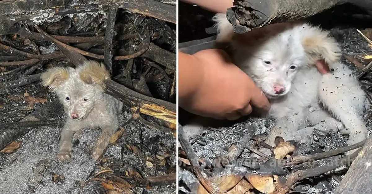 A shy puppy hides from strangers but he got my big love