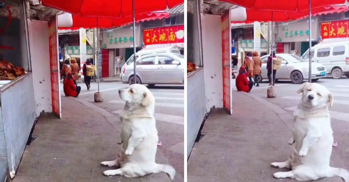 The short-legged dog melts hearts, patiently waiting for free fried chicken at the stall