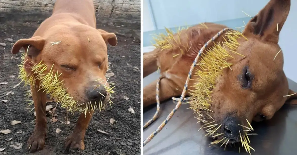 A tragic sight: The pet dog howling in agony, its mouth overrun by hundreds of thorns