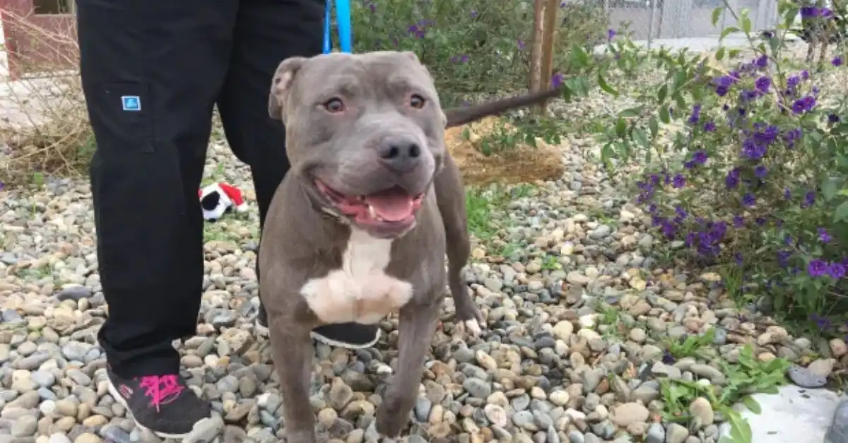 Abandoned Dog Leads Rescuers to Hanged Pit Bull