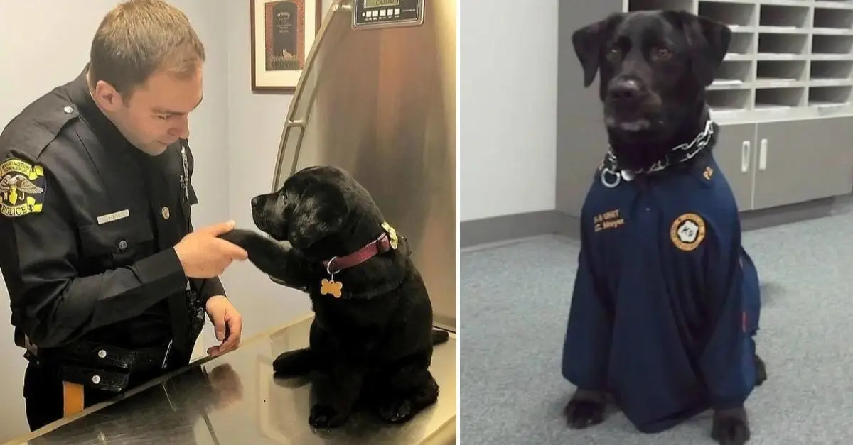 Abandoned dog begged a police officer to adopt it with irresistible cute gestures