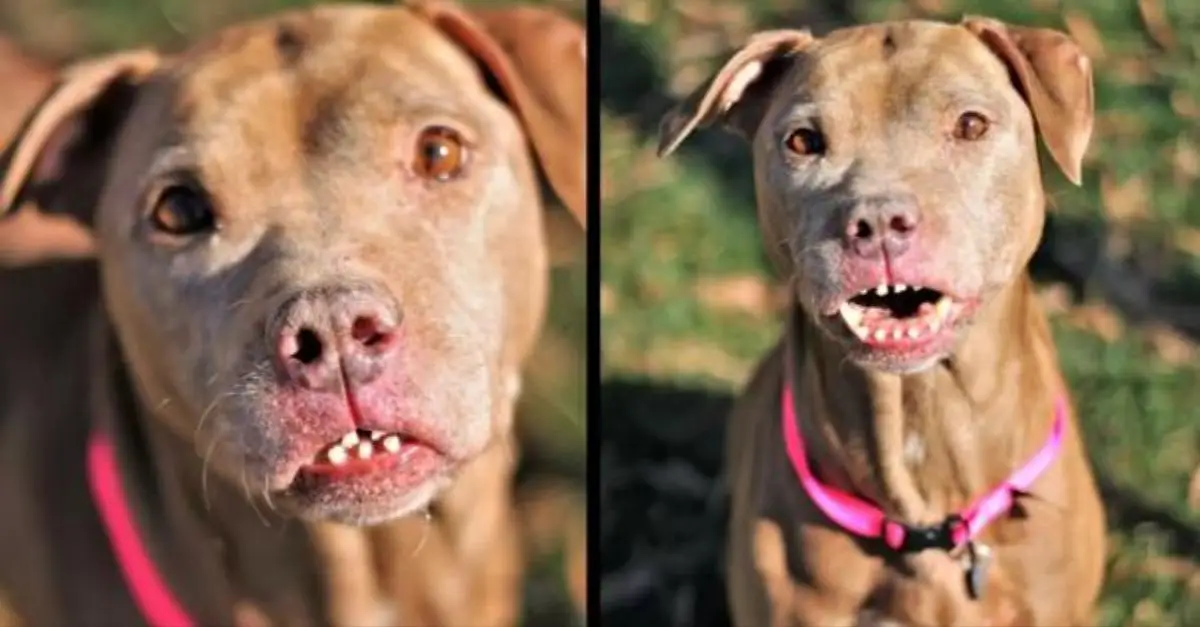 Abused Dog’s Unusual Smile Reveals His Beauty