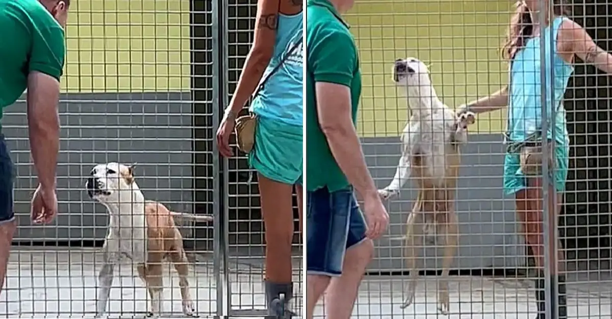 After 270 days in a shelter, the dog joyfully leaped when someone finally gave him attention