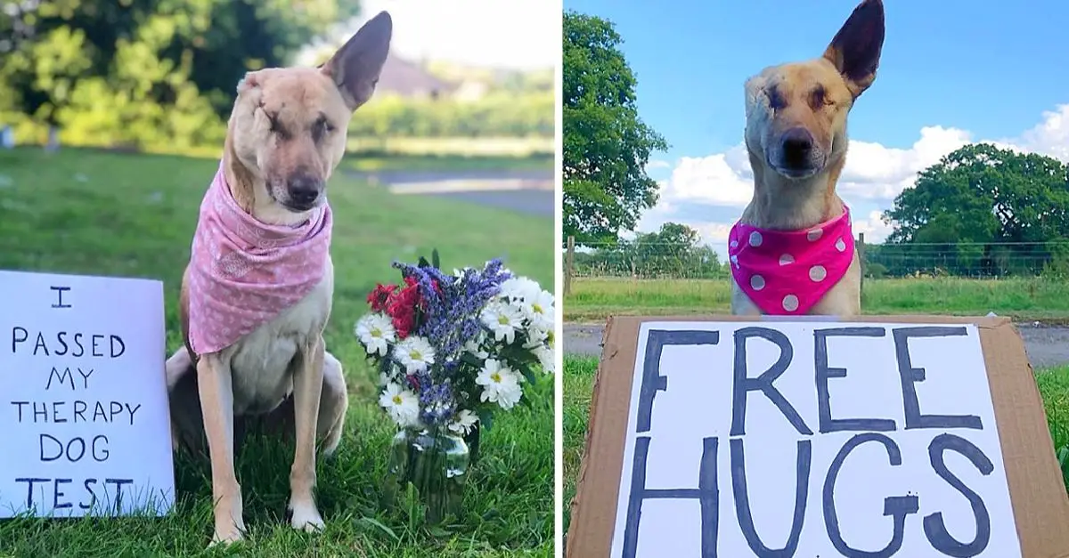 Amazingly, Maggie is now progressing and has become a therapy dog!