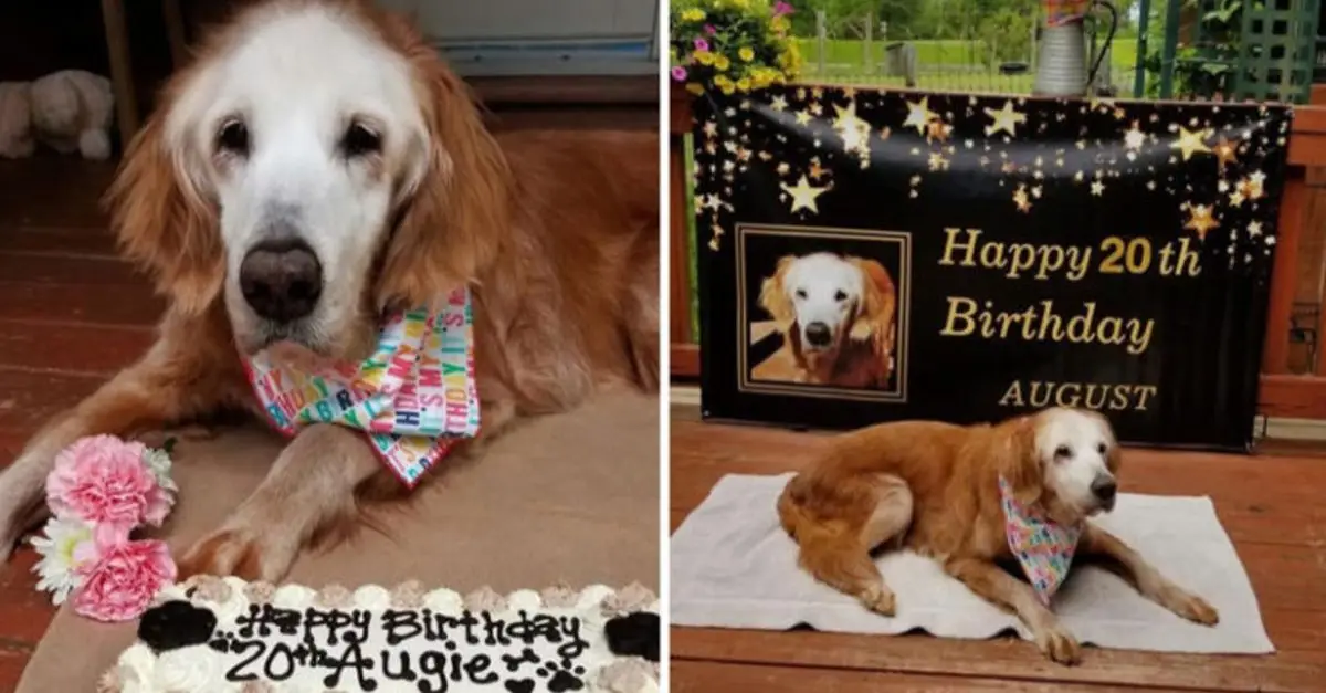 Augie celebrates turning 20, becoming the world's oldest Golden Retriever