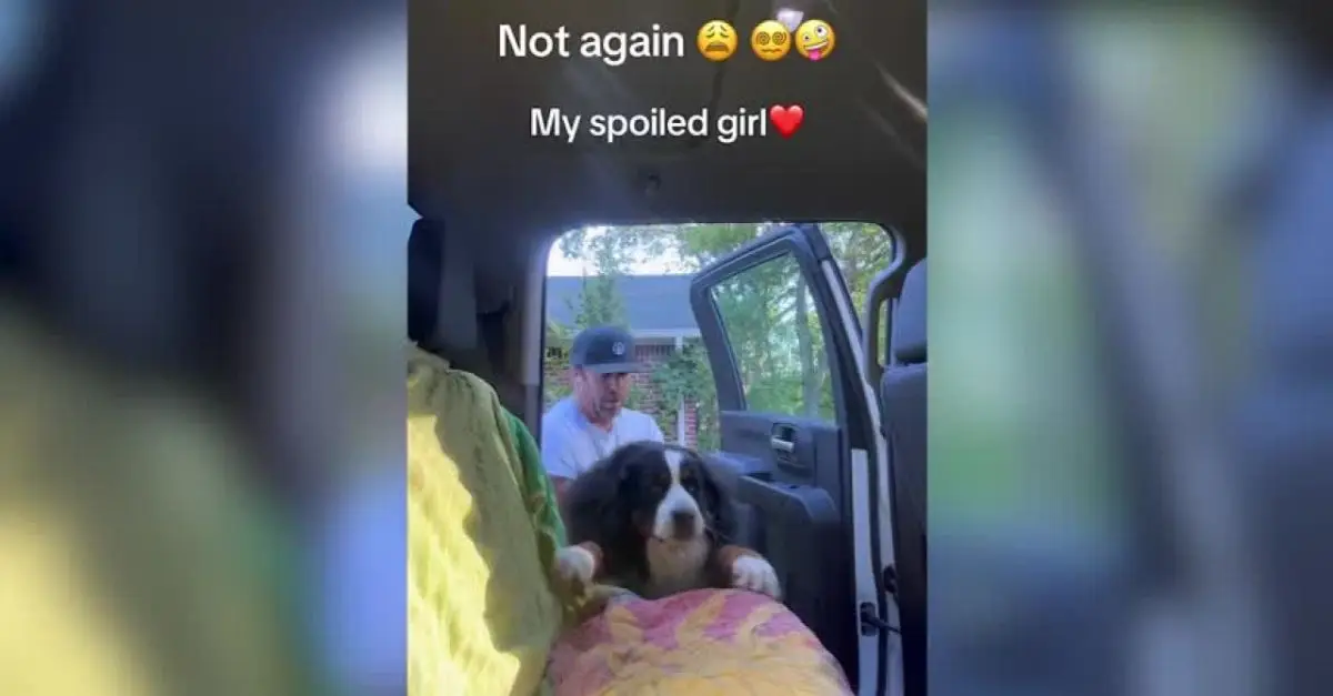 Bernese Mountain Dog’s Comically ‘Spoiled’ Car Entry