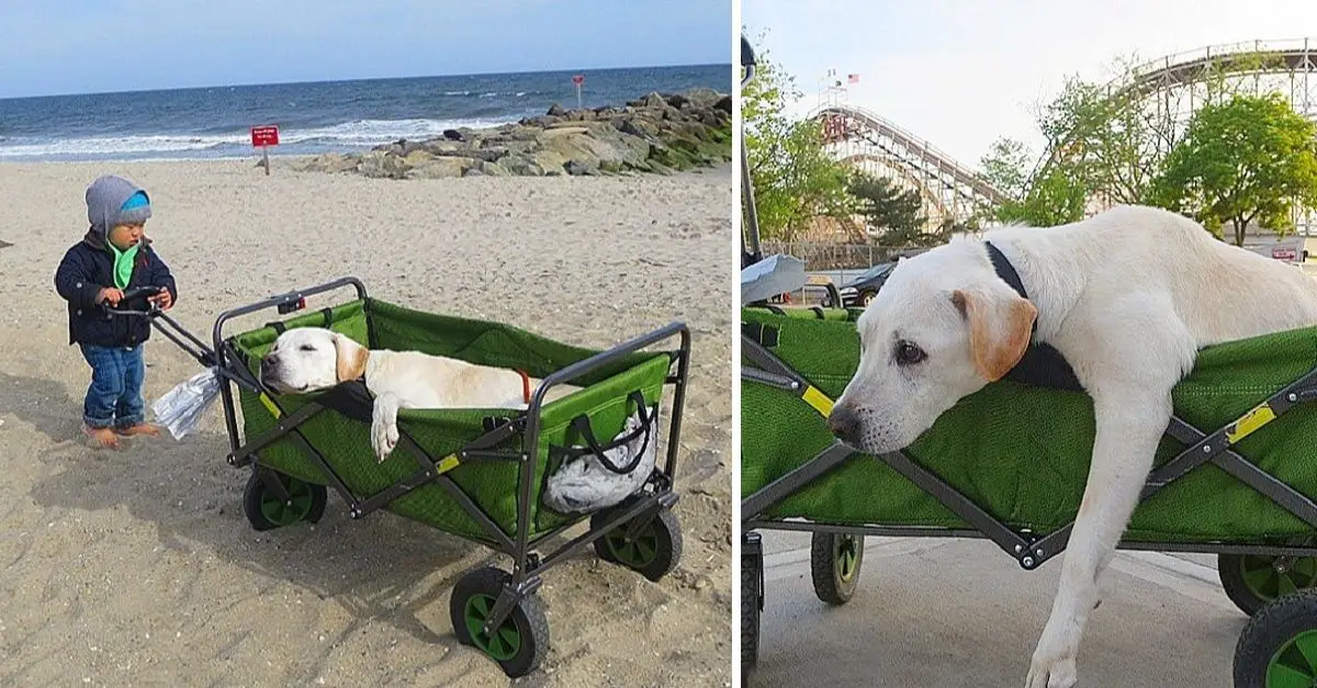 Boy takes his beloved pet on a global journey before bidding farewell