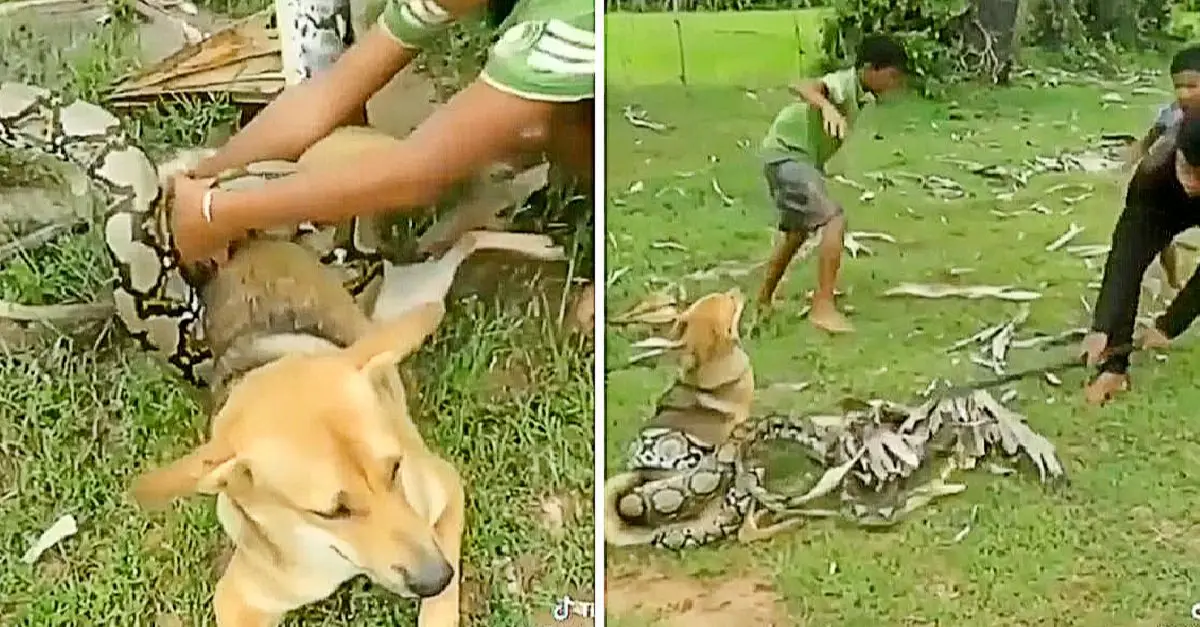 Boys bravely fend off large snake using sticks and leaves after it coils around and suffocates their pet dog