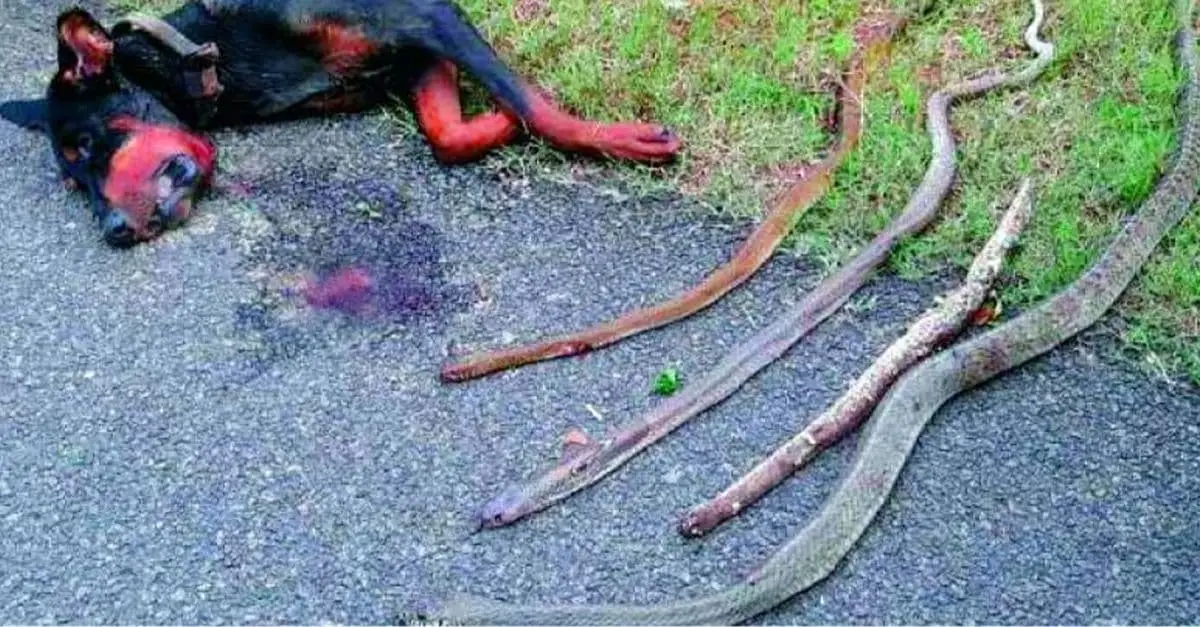 Courageous Dog Sacrifices Itself Battling Four Snakes to Protect Owner’s Home