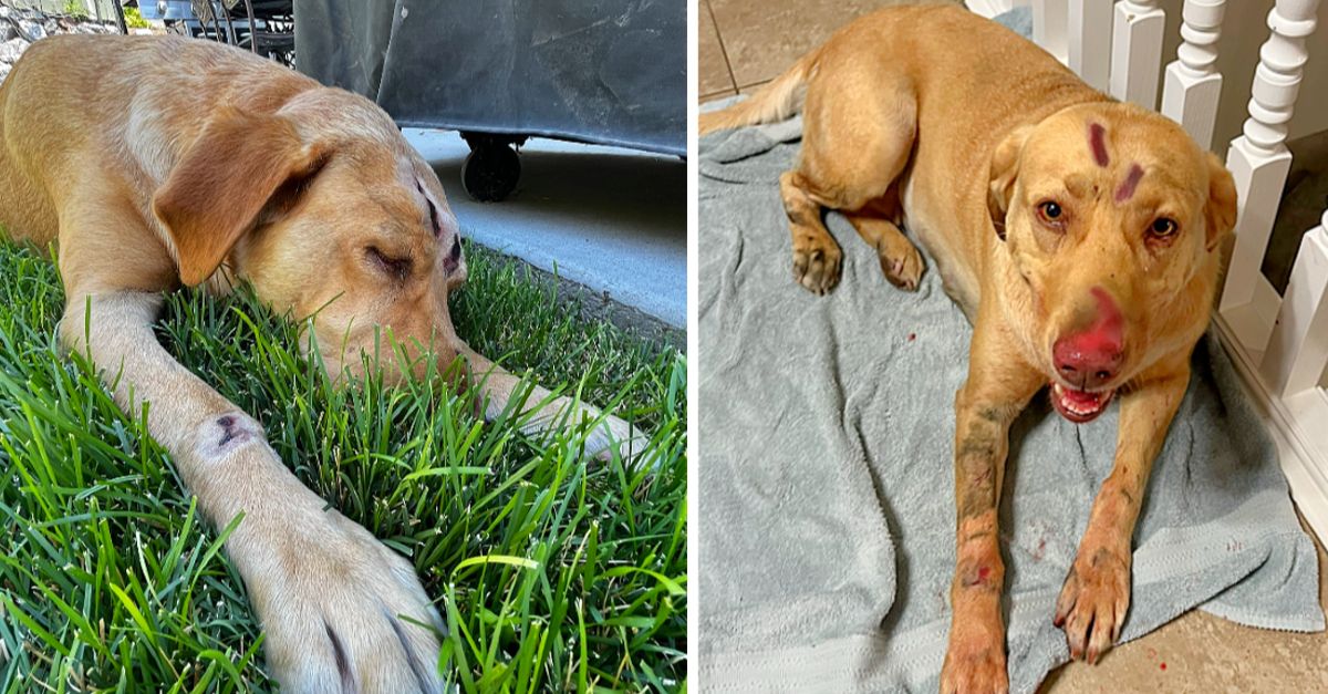 Brave Labrador Retriever Battles Mountain Lion to Rescue Two Children and Shield Family