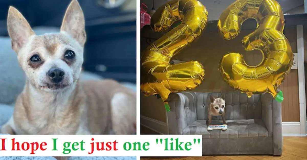 Bully, the oldest dog rescued, celebrates his 23rd birthday with a special party — Happy Birthday!