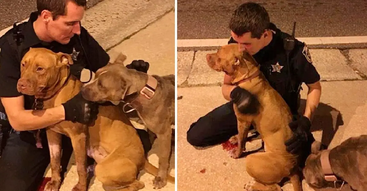 Cops save two scared pit bulls from the street and stay with them until help arrives