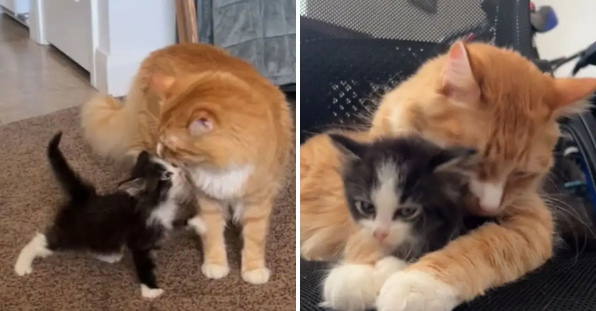 Couple Rescues Kitten From Gutter, Discovers Unbreakable Bond