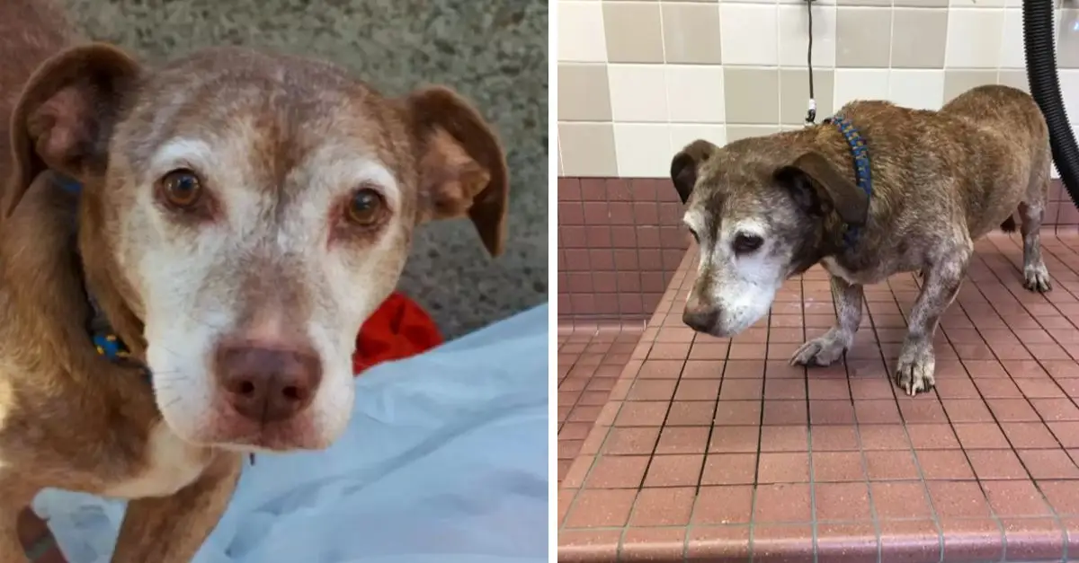 Deaf dog finds permanent home after 11 years on the streets