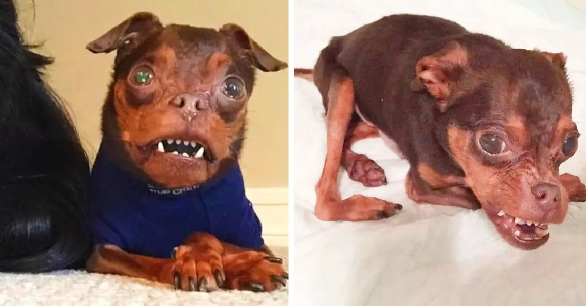 Deformed Dog Ignored by Adopters Due to Perceived Hideousness