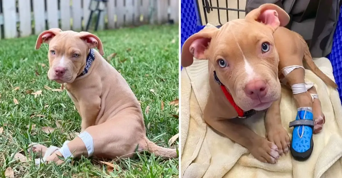 Disabled Dog Abandoned in Restroom Finds Unexpected Joy and a New Lease on Life