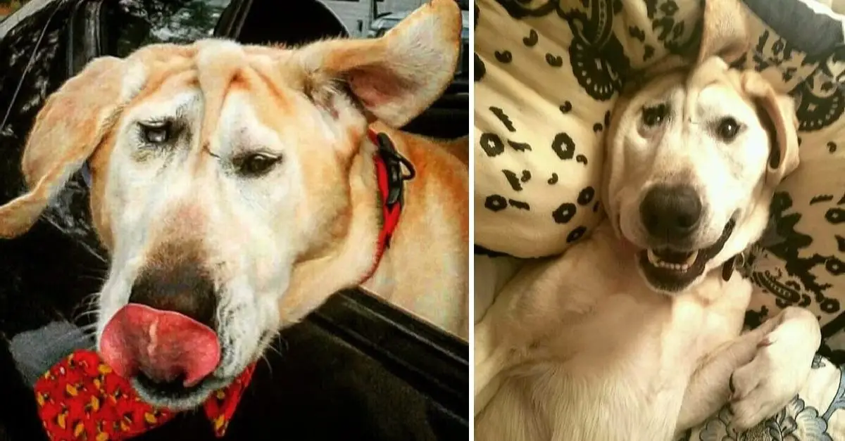 Disfigured dog repeatedly abandoned until one woman sees his beauty