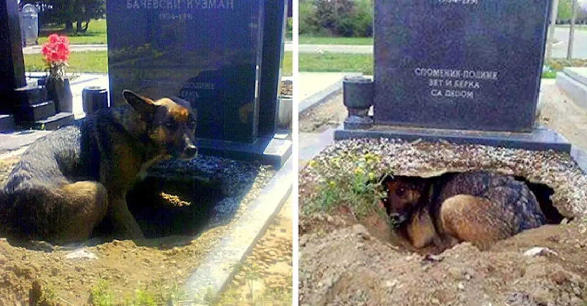 Dog Digs Large Hole Under Deceased Owner’s Grave, But It’s Not For Anyone