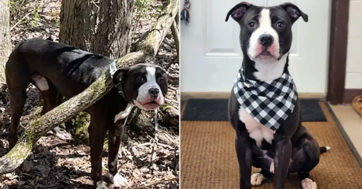 Dog Found Collared and Tied to a Tree in Connecticut Seeks a Loving Home