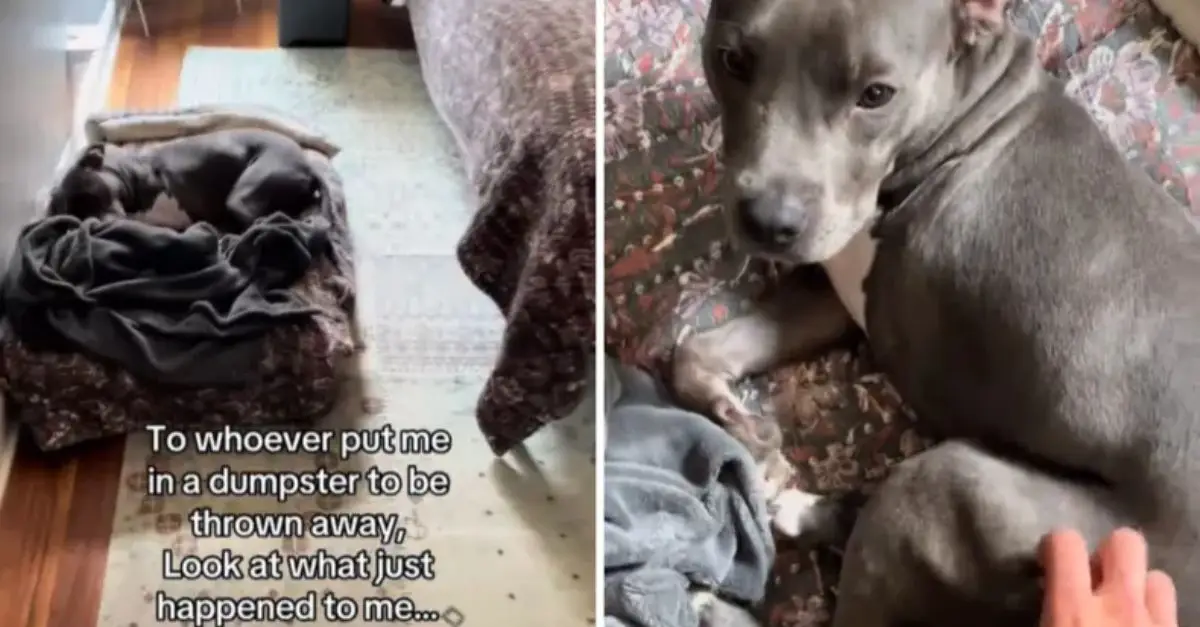 Dog Saved from Dumpster Adopted; New Owner Has Message for Abandoner