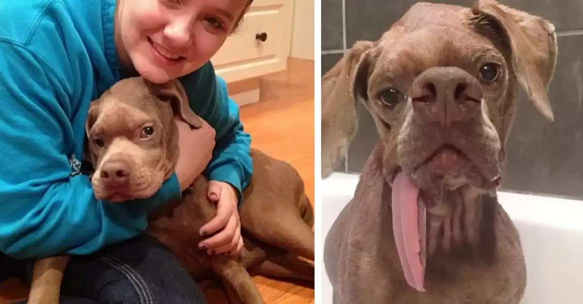 Dog With a Scary Face Found a Family That Thinks He’s Perfect