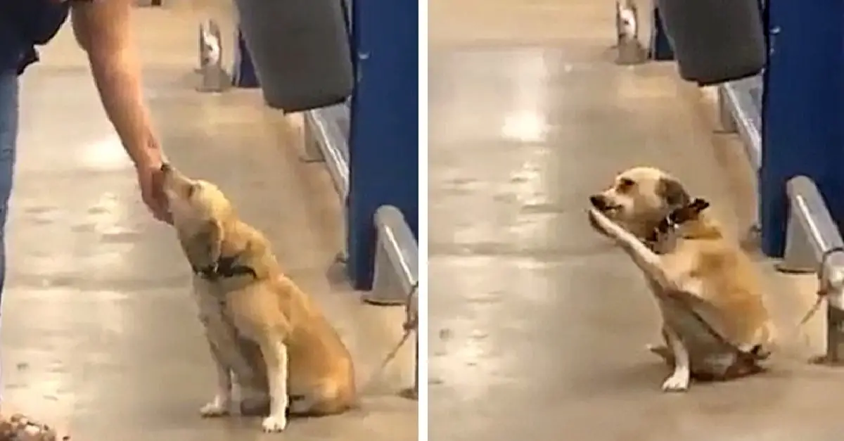 Dog abandoned at supermarket gate ‘wags’ to every passerby, hoping for adoption