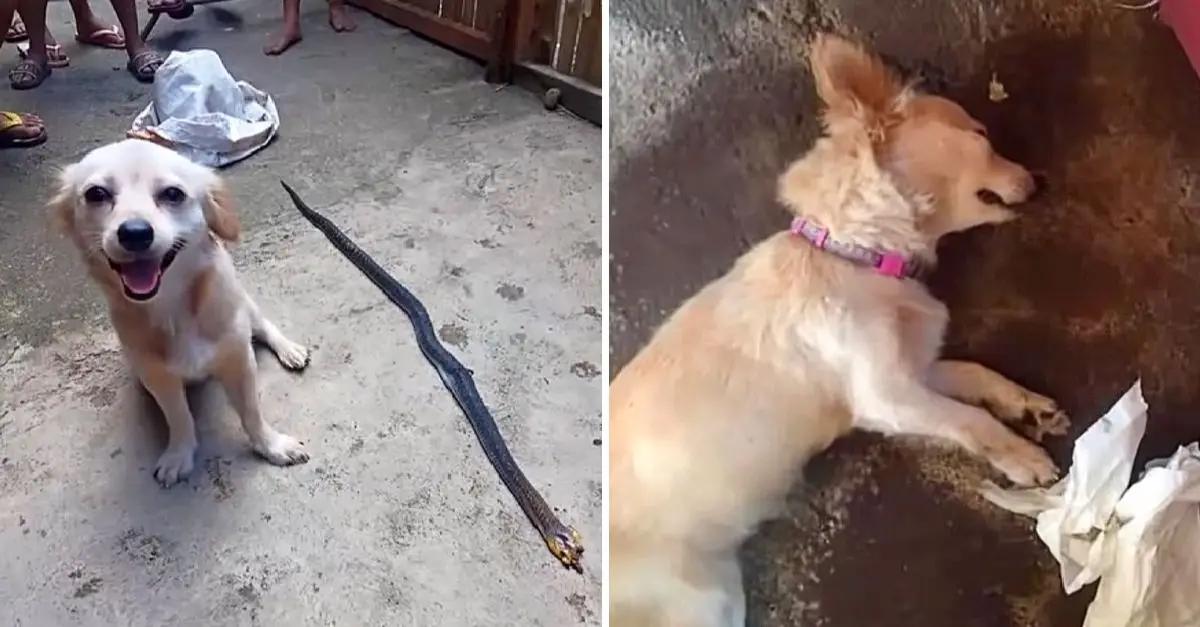 Dog bravely bites poisonous snake to save owner, smiling innocently before passing away