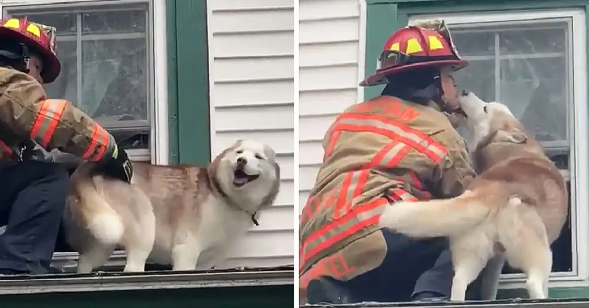 Dog kisses firefighter who saved him from a roof made a sweet moment