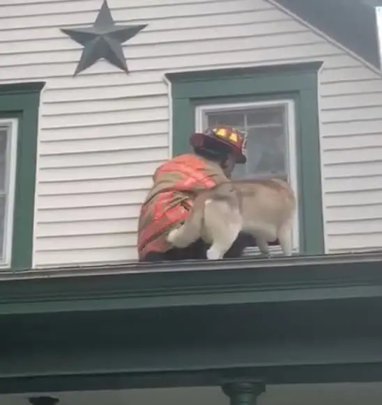 From loyal companion to rooftop resident: A husky's unexpected adventure