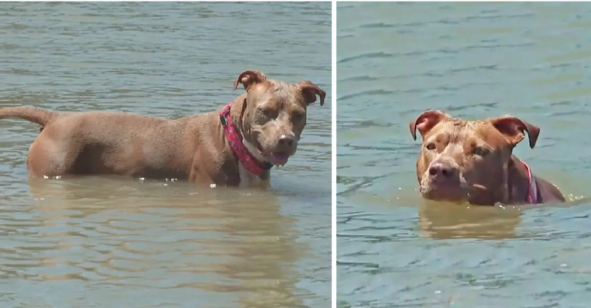 Dog lost from shrimp boat found alive after swimming six miles to shore days later