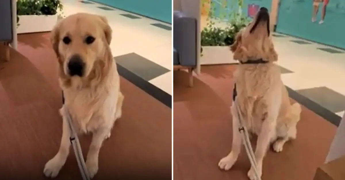 Dog’s Surprising First Encounter with Reflection: ‘Offended’