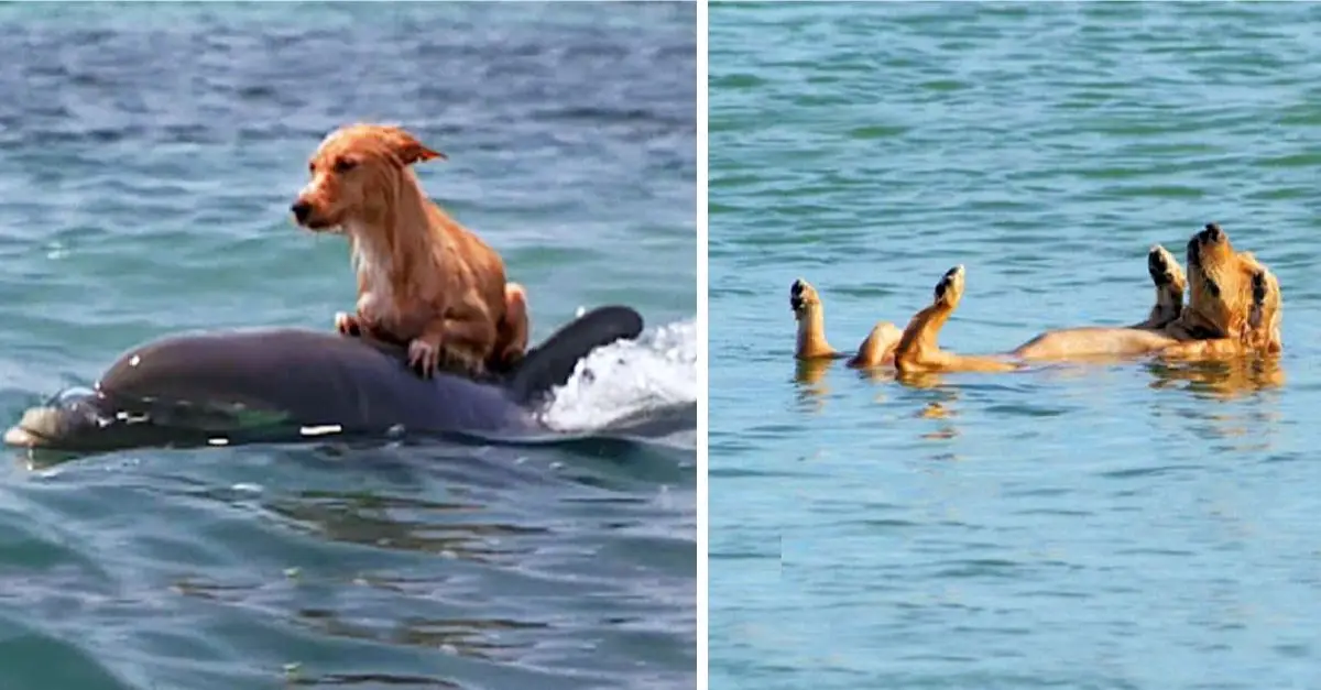 Dolphins rescue a frightened small dog from drowning in a Florida canal!