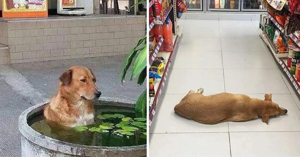 During a scorching summer day, a store welcomes the stray dog inside to help it cool off