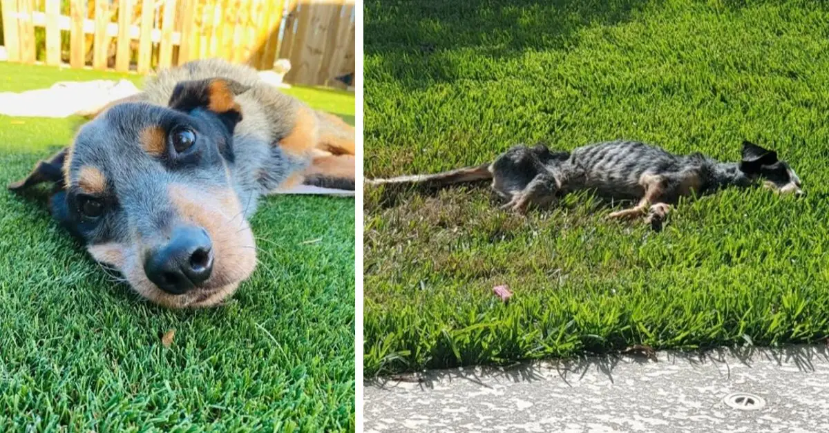 Emaciated Dog Unidentifiable Upon Returning to Shelter