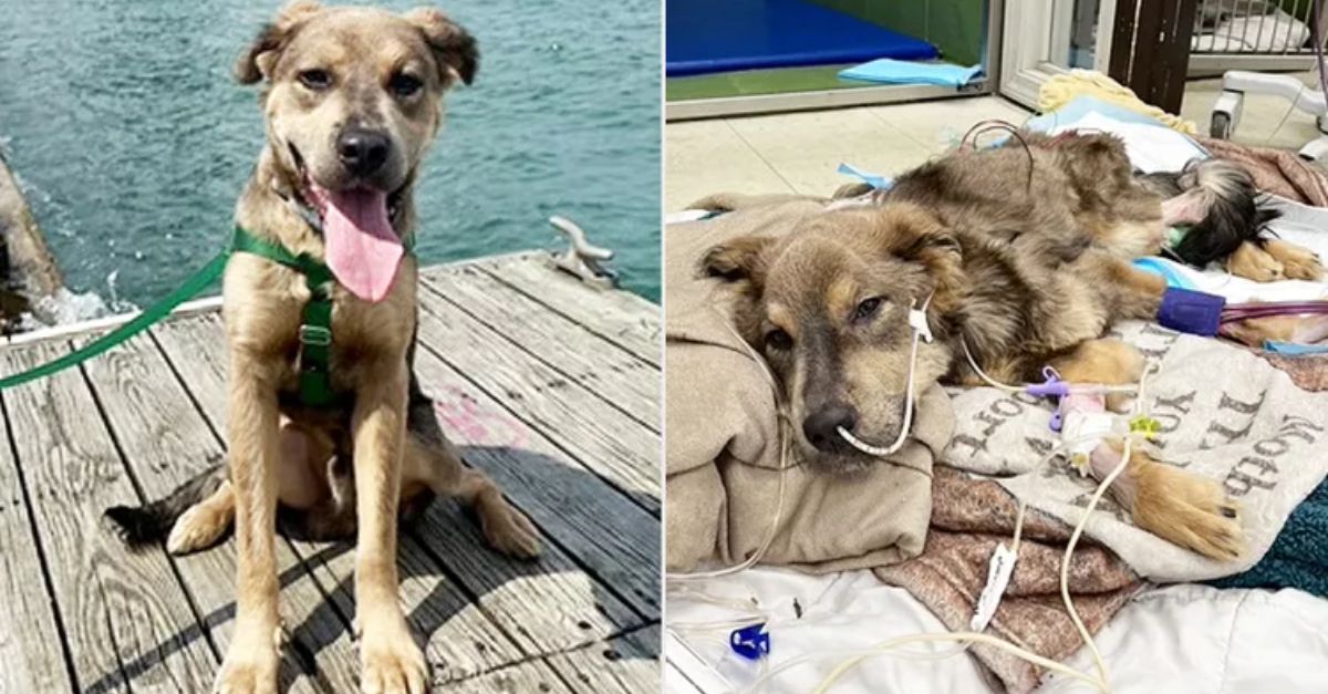 Emaciated Rescue Dog Finds Home with Vet Who Saved Him (Exclusive)