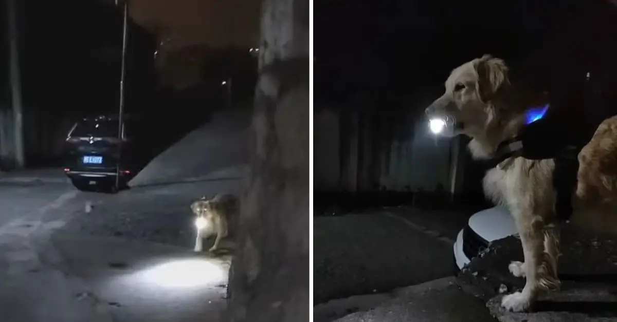 Every night, the dog waits with a flashlight to ensure his owner’s safe return