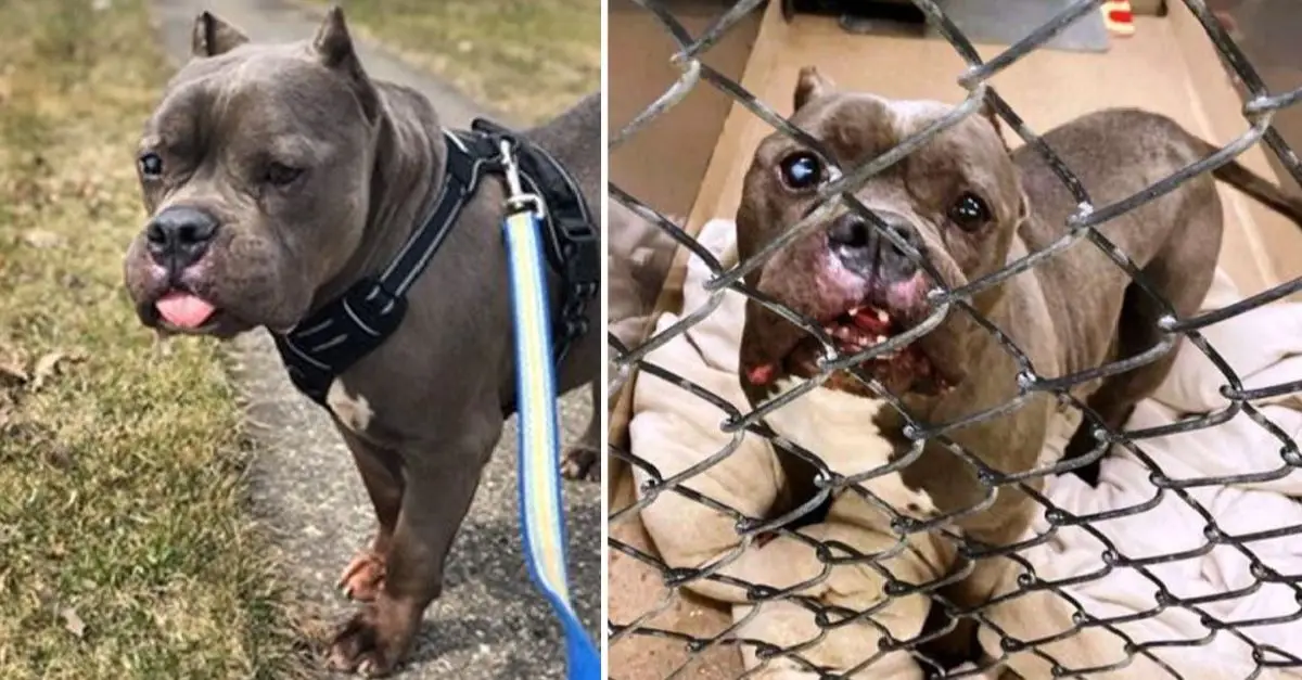 Everyone laughs at this shelter dog for looking like a hippopotamus, but he's trying hard