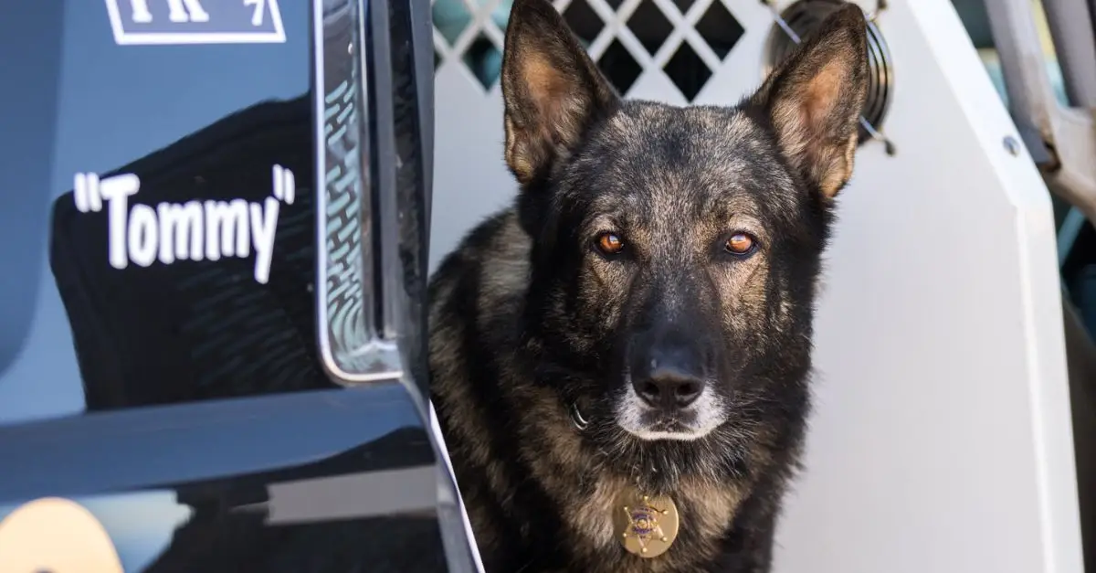 Final Salute: K9 Tommy Honored by Law Enforcement