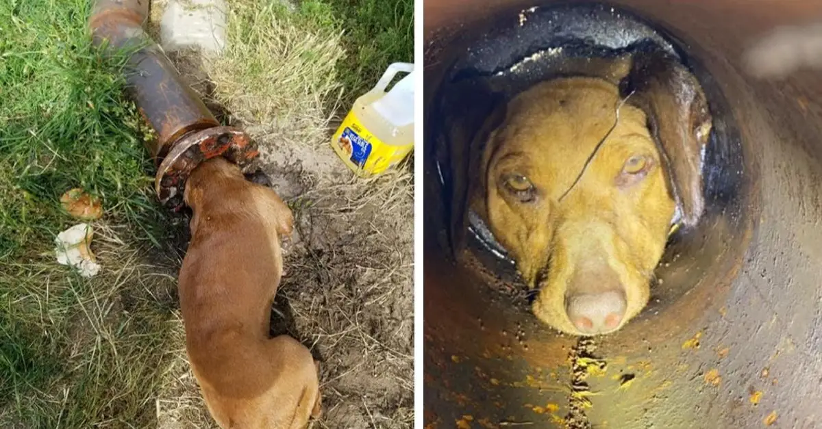 Firefighters had to cut open a tube to rescue a puppy trapped for five hours