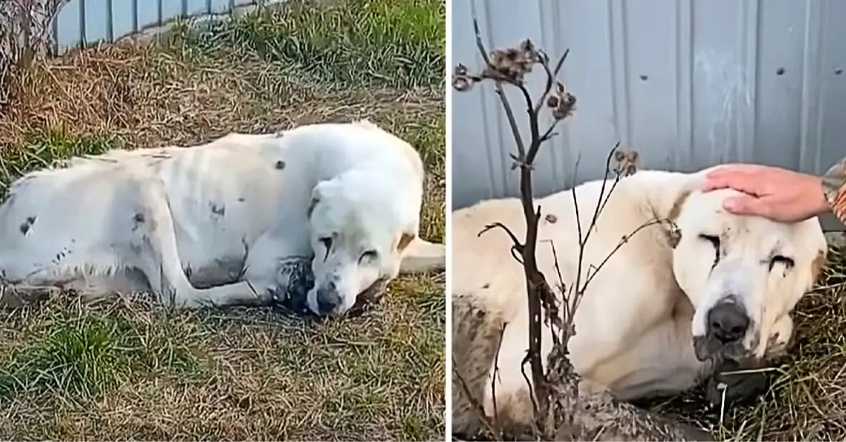 For two years, he waited daily in front of the house, hoping in vain for his owner's return