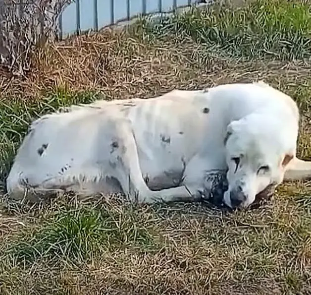 A lonely vigil: Abandoned but hopeful