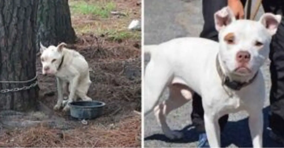 Four-year-old dog, once chained outside, is now cherished and loved