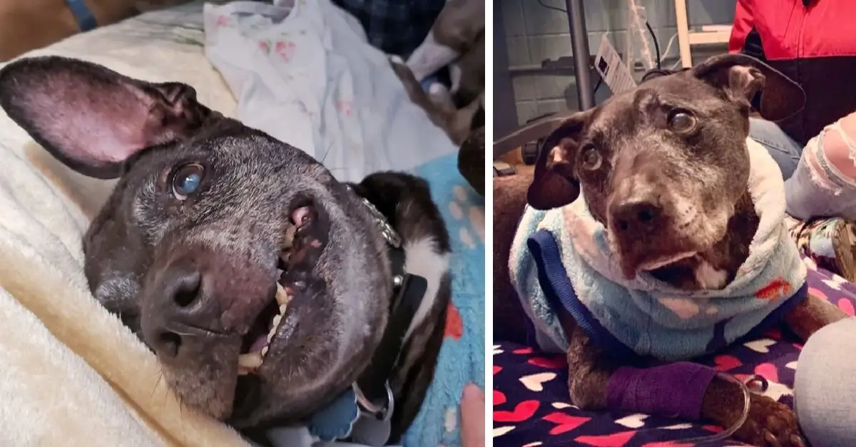 Frodo, the final dog rescued from Michael Vick’s dogfighting ring has passed away