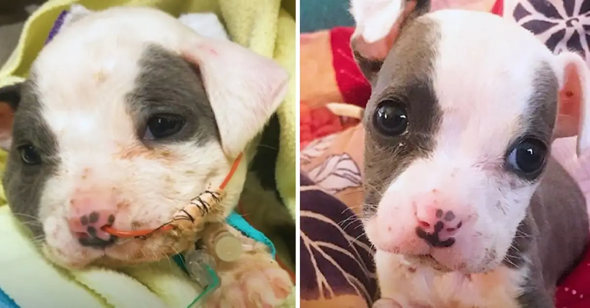 From a construction site rescue, this tiny puppy blossoms into a stunning adult