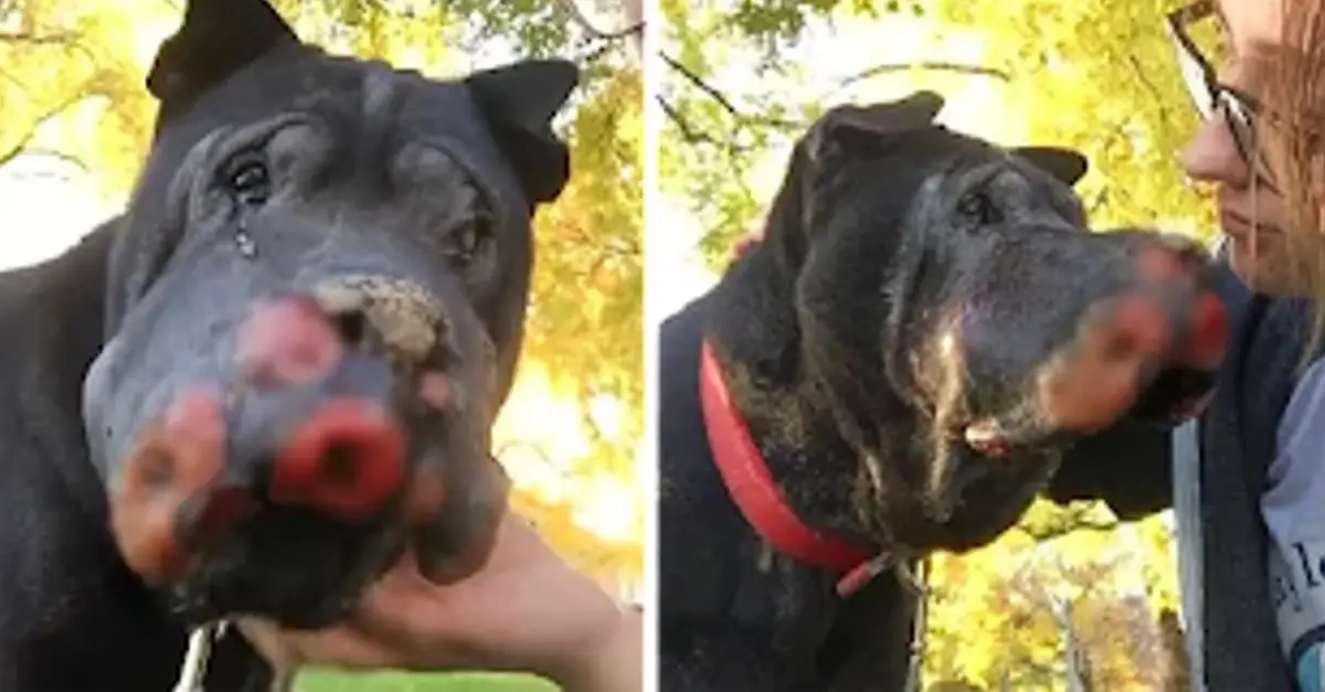 Girl Saves Dying Dog, Who Then Signals It’s Time to Say Goodbye