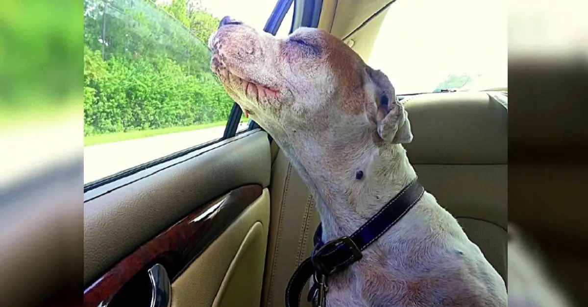 Girl takes dying dog for final car ride, family moved by dog's expression