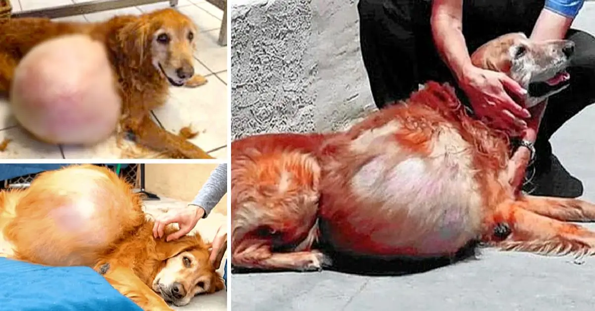 Golden retriever left on beach struggles to walk due to massive 46-pound tumor