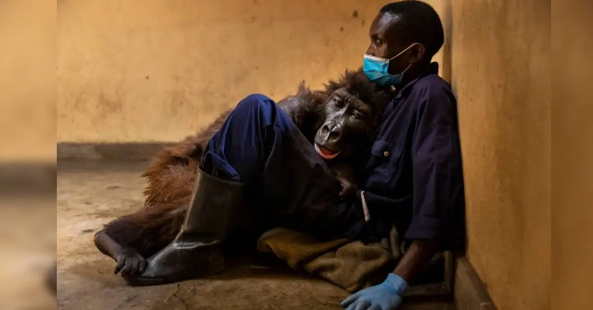 Gorilla's Last Moments Embracing the Man Who Saved Her As A Baby 