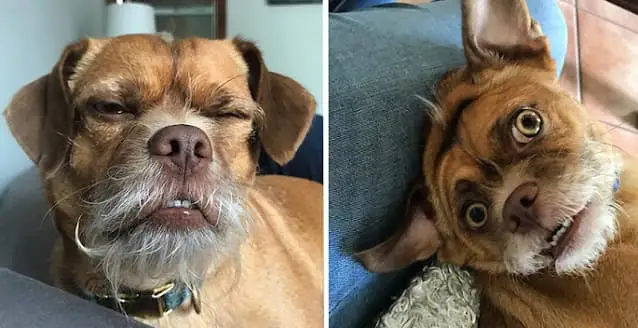 Bacon - The dog steals hearts with his unique look